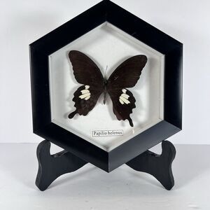 butterfly taxidermy Papilio Helenus Black & White 8” Framed Wall‎ Decor